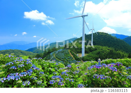 【徳島県】晴天の大川原高原の紫陽花と風力発電 【徳島県】晴天の大川原高原の紫陽花と風力発電 116383115