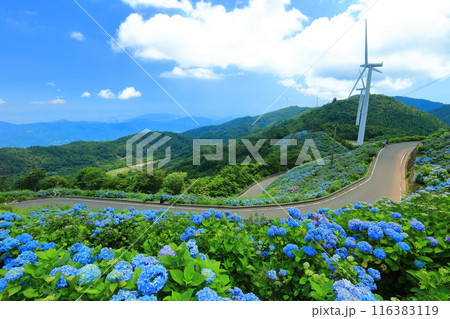 【徳島県】晴天の大川原高原の紫陽花と風力発電 116383119