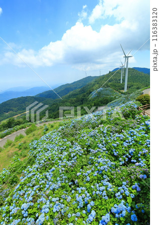 【徳島県】晴天の大川原高原の紫陽花と風力発電 【徳島県】晴天の大川原高原の紫陽花と風力発電 116383120