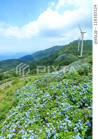 【徳島県】晴天の大川原高原の紫陽花と風力発電 116383124