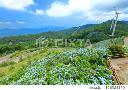 【徳島県】晴天の大川原高原の紫陽花と風力発電 116383130