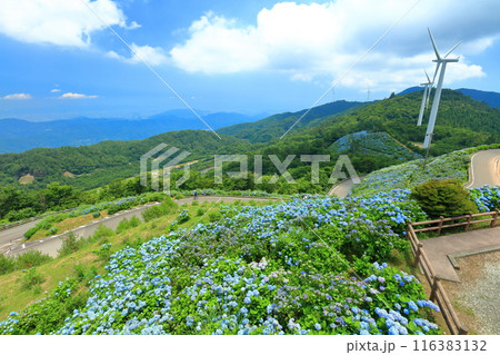 【徳島県】晴天の大川原高原の紫陽花と風力発電 【徳島県】晴天の大川原高原の紫陽花と風力発電 116383132