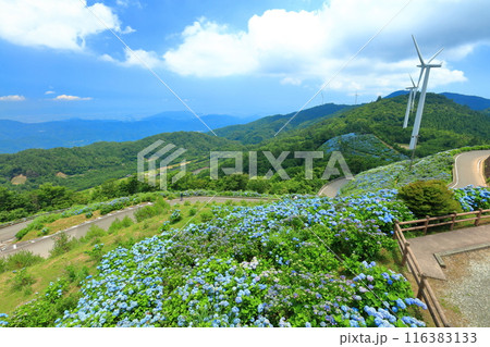 【徳島県】晴天の大川原高原の紫陽花と風力発電 【徳島県】晴天の大川原高原の紫陽花と風力発電 116383133