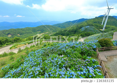 【徳島県】晴天の大川原高原の紫陽花と風力発電 116383135