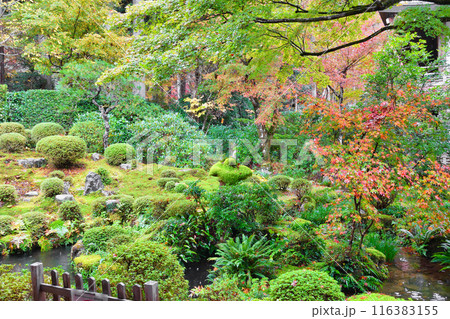 大原 三千院 紅葉の聚碧園(京都市左京区) 大原 三千院 紅葉の聚碧園(京都市左京区) 116383155