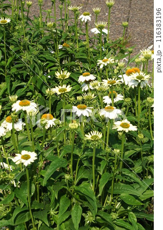 エキナセアの白い花 116383196