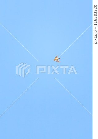 さえずりながら飛翔する美しいヒバリ（ヒバリ科）。日本国群馬県、利根川河川敷にて。 116383220