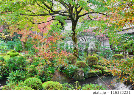 大原　三千院　紅葉の聚碧園（京都市左京区） 116383221
