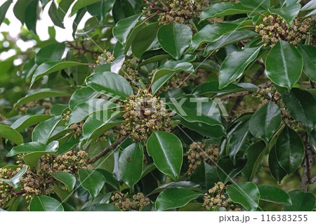 クロガネモチの花 116383255