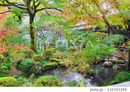大原　三千院　紅葉の聚碧園（京都市左京区） 116383269
