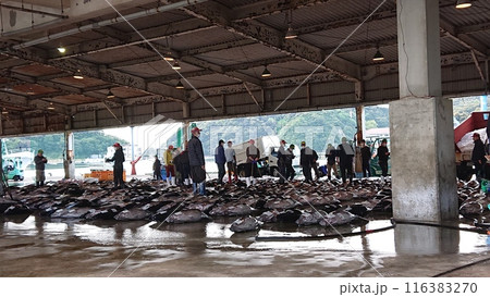 勝浦漁港 朝市 116383270