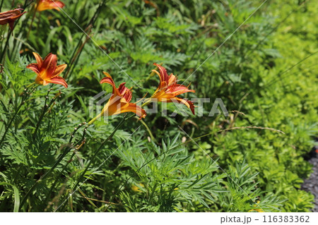 初夏の公園に咲くヘメロカリスの赤い花 116383362