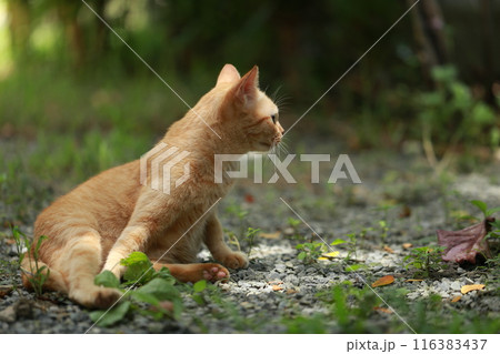 Ginger cat in garden with sunlight Ginger cat in garden with sunlight 116383437