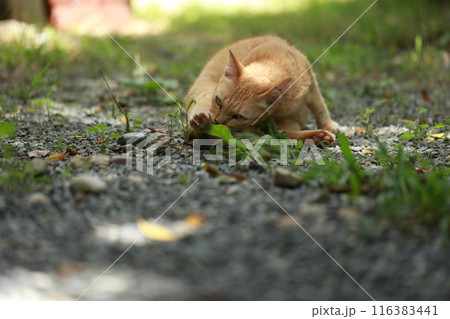 Ginger cat in garden with sunlight Ginger cat in garden with sunlight 116383441