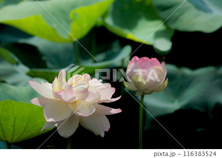 初夏の早朝を彩る清らかなハスの花たち 初夏の早朝を彩る清らかなハスの花たち 116383524
