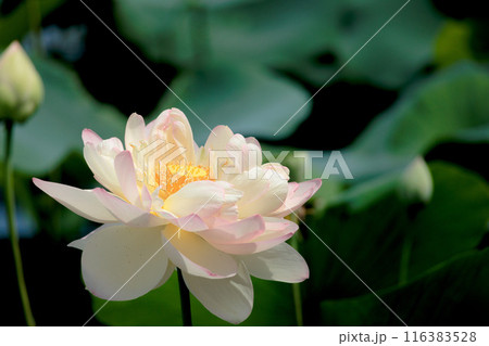 初夏の早朝を彩る清らかなハスの花たち 116383528