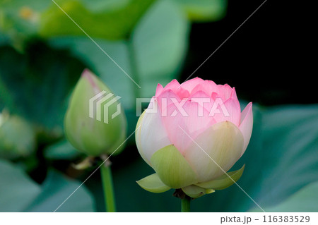 初夏の早朝を彩る清らかなハスの花たち 初夏の早朝を彩る清らかなハスの花たち 116383529