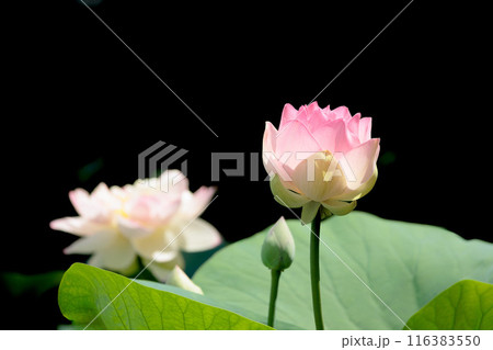 初夏の早朝を彩る清らかなハスの花たち 116383550