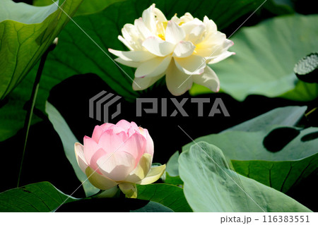 初夏の早朝を彩る清らかなハスの花たち 116383551