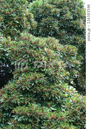 タブノキ・赤い果柄と若い実 タブノキ・赤い果柄と若い実 116383596