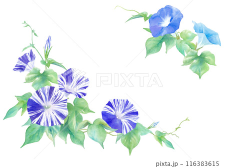 アサガオの花(江戸紫)の水彩イラスト。装飾フレーム。 アサガオの花(江戸紫)の水彩イラスト。装飾フレーム。 116383615