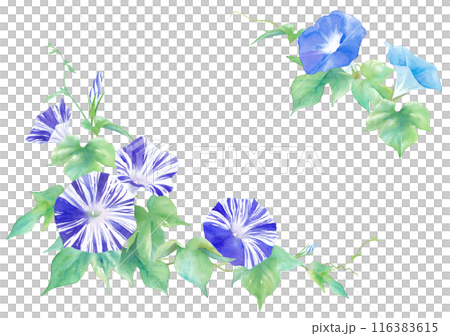 アサガオの花(江戸紫)の水彩イラスト。装飾フレーム。 アサガオの花(江戸紫)の水彩イラスト。装飾フレーム。 116383615