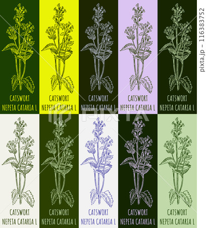 Set of vector drawing of CATSWORT in various colors. Hand drawn illustration. Latin name NEPETA CATARIA L. 116383752