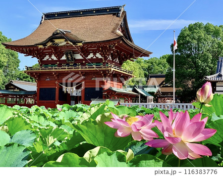 青空、新緑、蓮の花に彩られた伊賀八幡宮随神門 〈愛知県岡崎市〉 青空、新緑、蓮の花に彩られた伊賀八幡宮随神門 〈愛知県岡崎市〉 116383776
