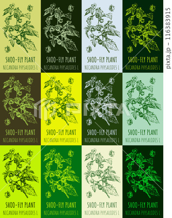 Set of vector drawing of SHOO-FLY PLANT in various colors. Hand drawn illustration. Latin name NICANDRA PHYSALODES L. 116383915