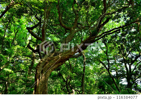 神奈川県 丹沢大山国定公園 見晴台への山道の風景 116384077