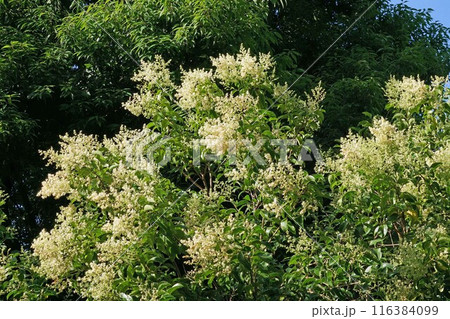 トウネズミモチの花 116384099