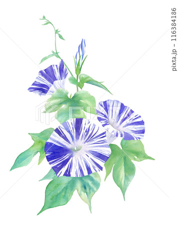 夏の花：涼しげなアサガオ（江戸紫）の水彩イラスト。 116384186