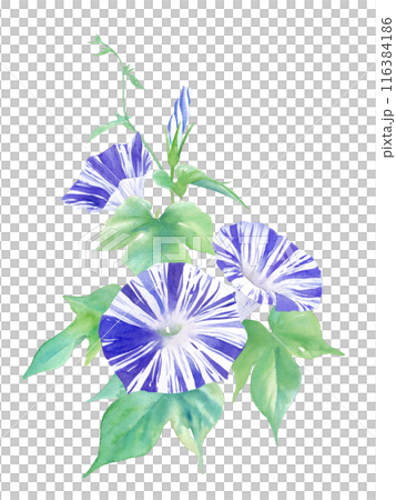 夏の花：涼しげなアサガオ（江戸紫）の水彩イラスト。 116384186