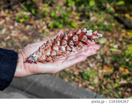 Pine cone in the palm on an orange brown background. Minimal autumn mood concept. Pine cone in the palm on an orange brown background. Minimal autumn mood concept. 116384267