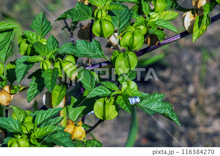 Fruits, in color varying from green to yellow and brown, of Apple of Peru or Shoo-fly plant (Nicandra physalodes) against a dark background Fruits, in color varying from green to yellow and brown, of Apple of Peru or Shoo-fly plant (Nicandra physalodes) against a dark background 116384270