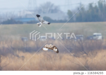 飛翔しながらハイイロチュウヒと戦う美しいケアシノスリ（タカ科）。  日本国群馬県、利根川河川敷にて。 116384293