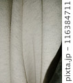 Background putih bergelombang  116384711