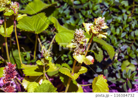 The aromatic catnip herb Nepeta cataria blooms. Catnip is used as a spice. Essential oil is used in dermatology and soap making. 116384732