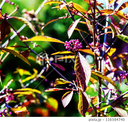 Callicarpa japonica or Japanese beautyberry branch with leaves and large clusters purple berries close up. 116384740