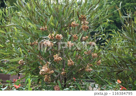 ハウチワノキ・6月 116384795