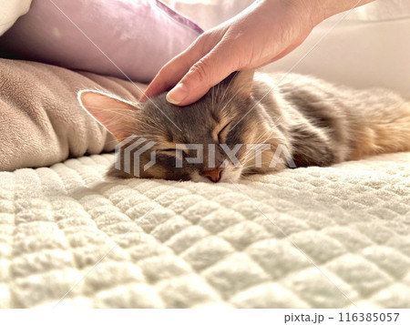 なでなでされる猫 116385057