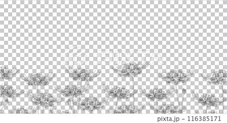 彼岸花畫線框②底部 116385171