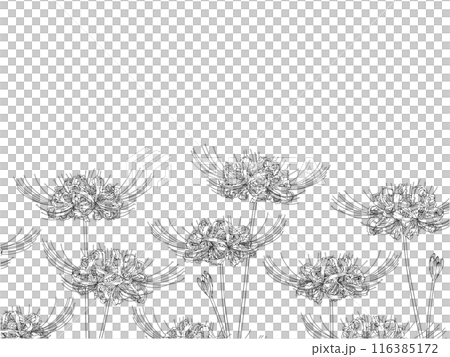 彼岸花畫線框①下部 116385172
