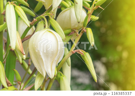 Close-up of white yucca flowers with side light yellow from the summer sun. Park ornamental plants for landscaping. 116385337
