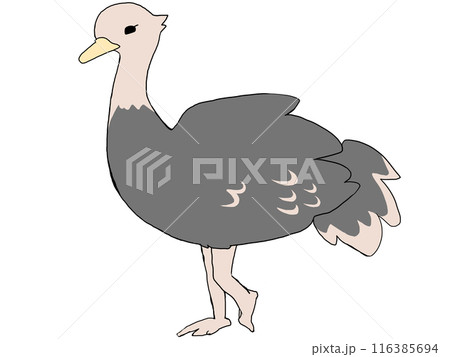 ダチョウ ダチョウ 116385694