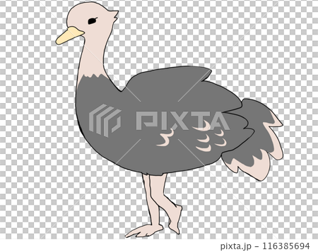 ダチョウ ダチョウ 116385694