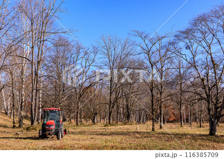 北海道平取町、すずらんが咲き終わった後の芽生すずらん群生地【11月】 北海道平取町、すずらんが咲き終わった後の芽生すずらん群生地【11月】 116385709