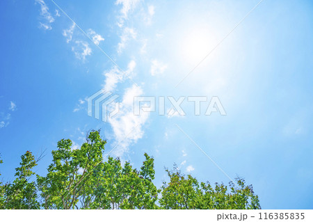 夏の雲と太陽と木立 116385835
