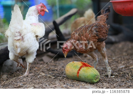 Poor chicken in local farm hurt legs Poor chicken in local farm hurt legs 116385878