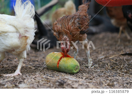 Poor chicken in local farm hurt legs Poor chicken in local farm hurt legs 116385879